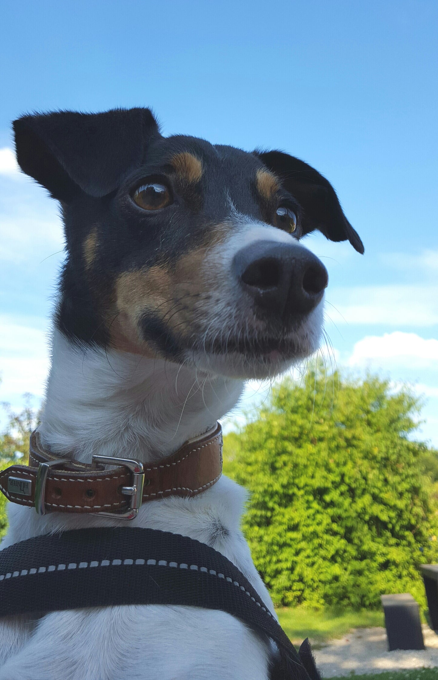 Rund um den Hund 28.10. & 29.10.2023