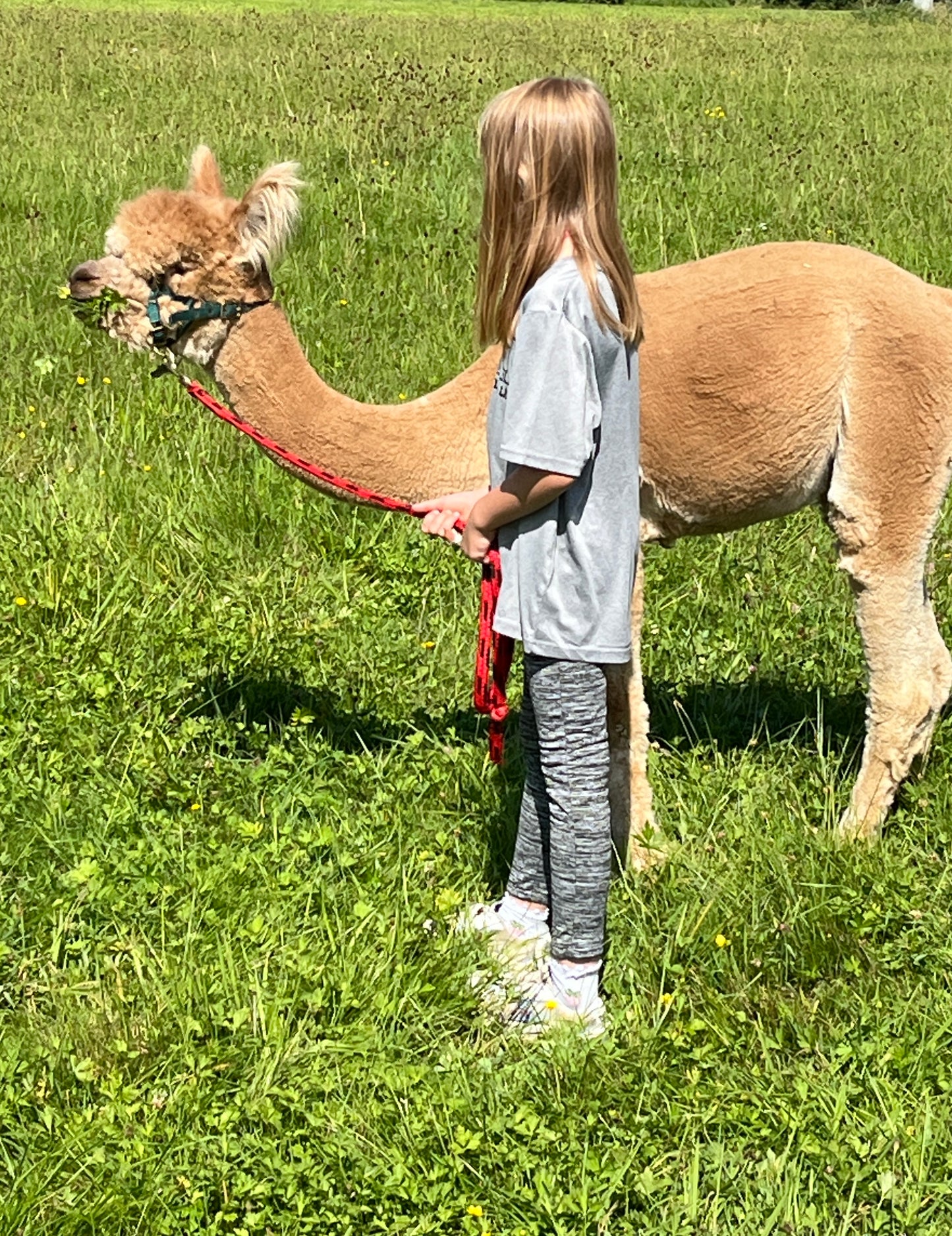Kind mit Alpaka