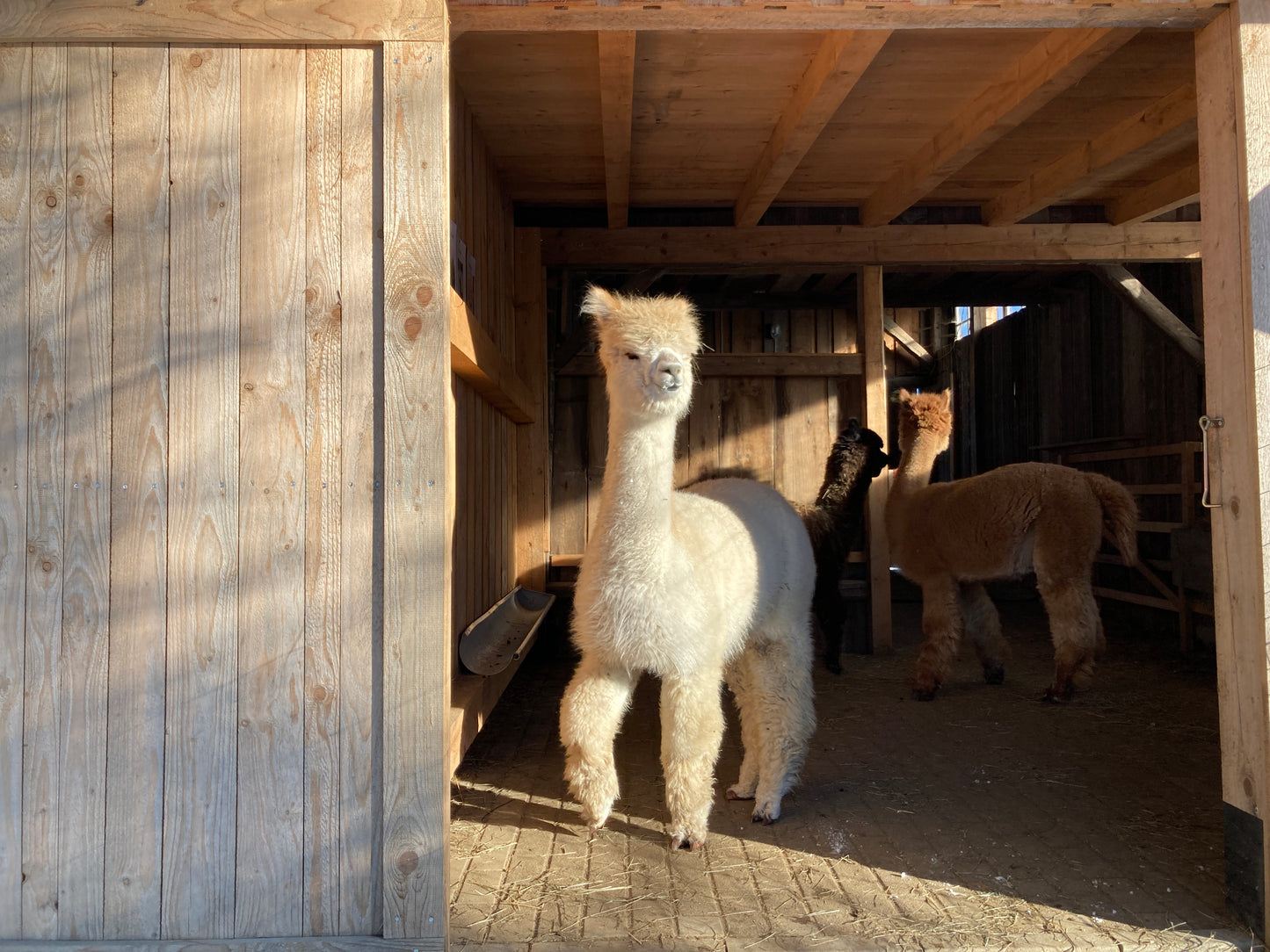 Besuch bei unseren Tieren