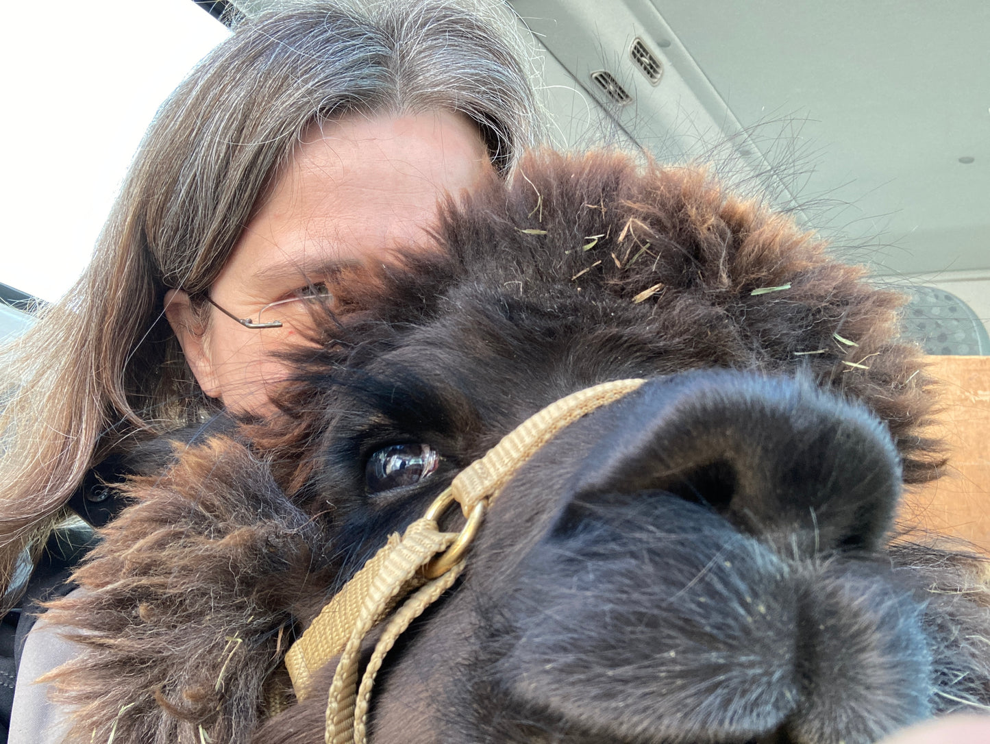 Alpaca Sponsorships