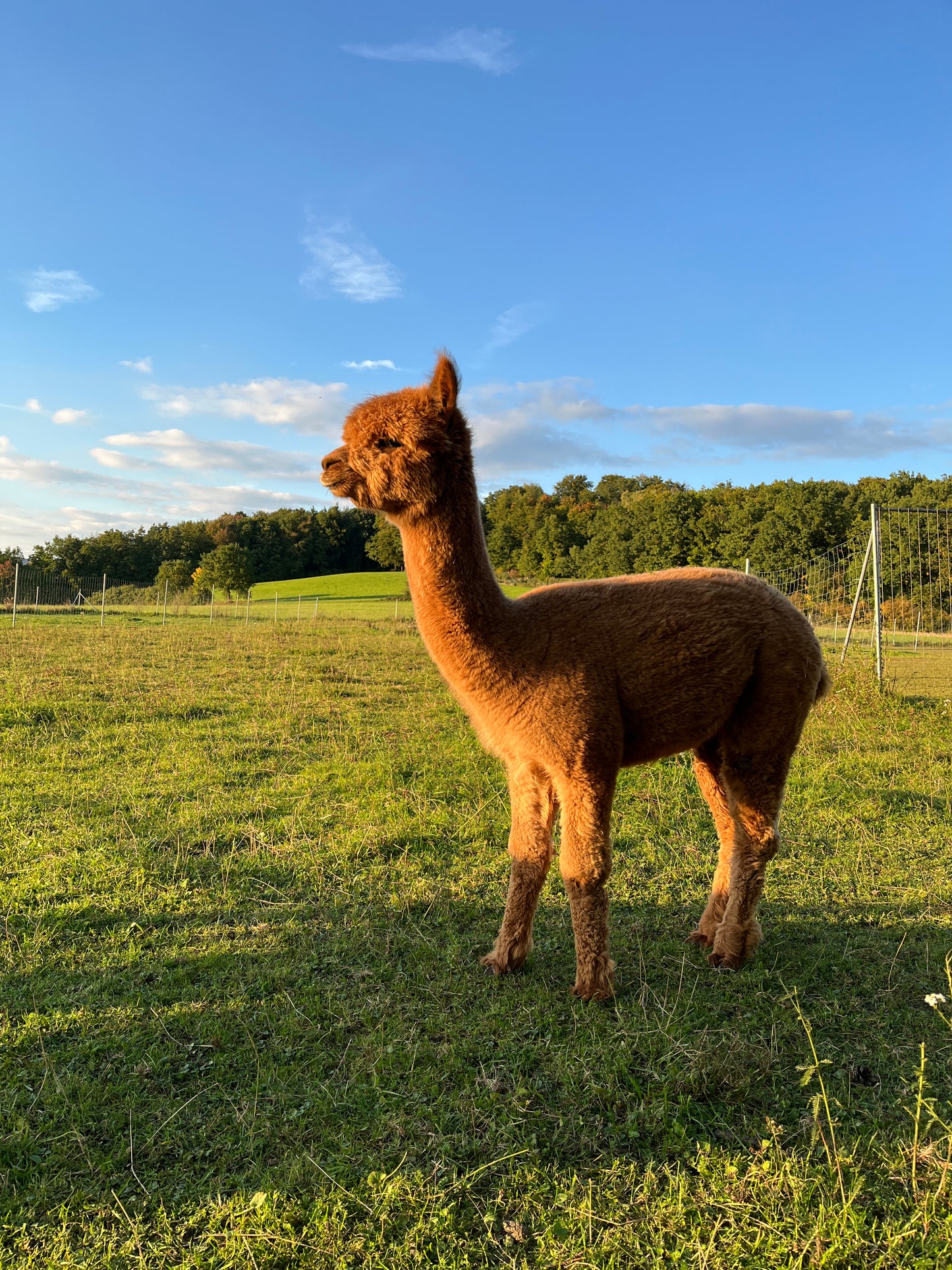 Besuch bei unseren Tieren