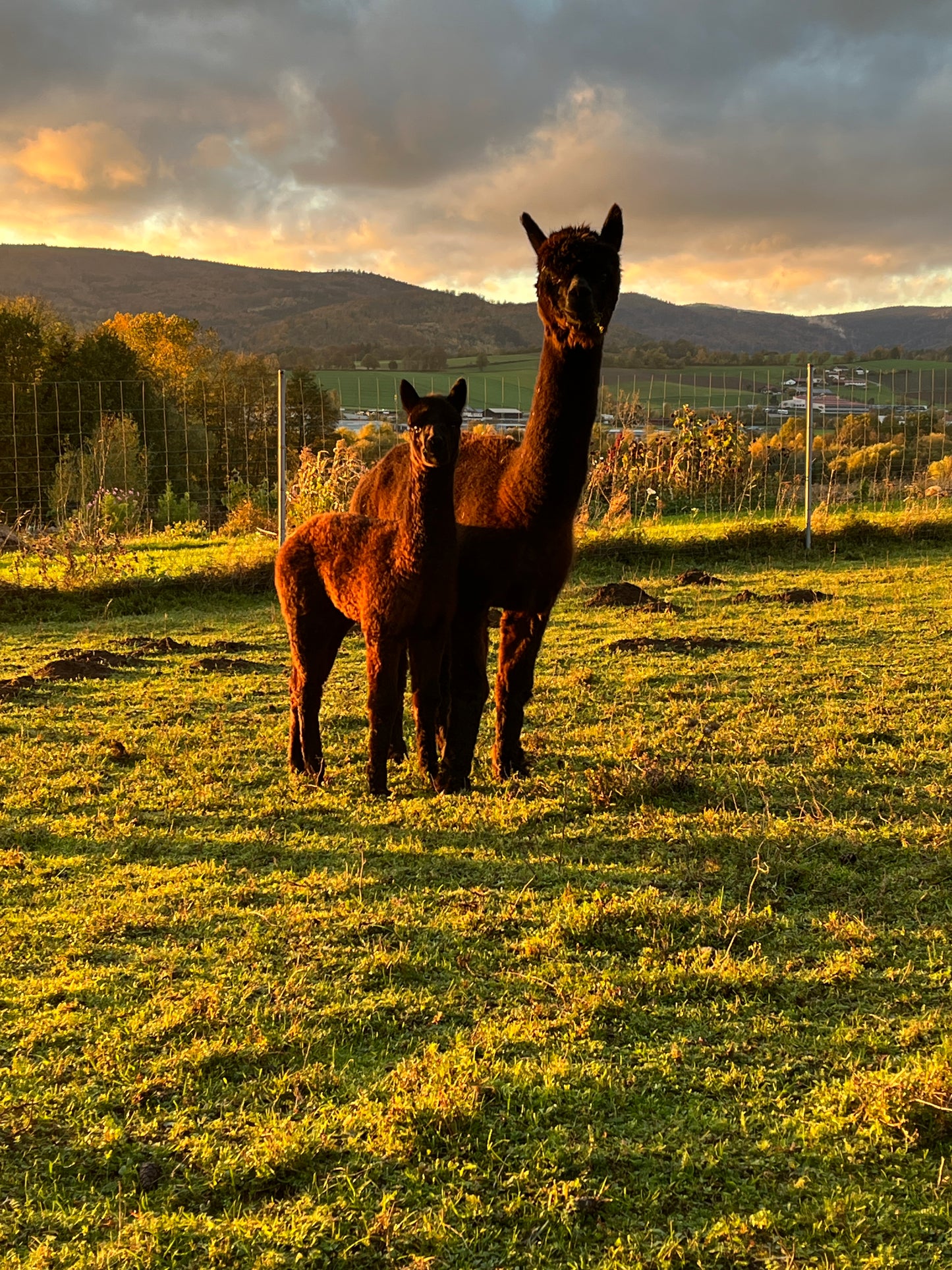 Besuch bei unseren Tieren - ein winterliches Erlebnis