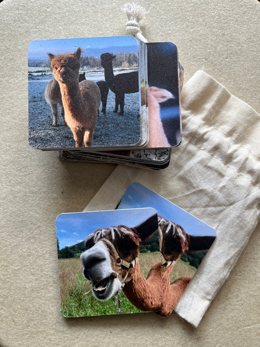 Foto-Memo mit unseren Alpakas