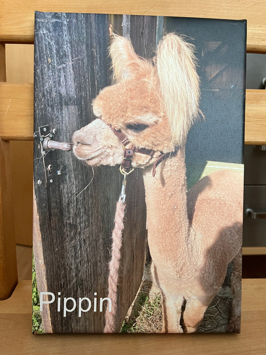 Unsere Alpakas auf Fotoleinwand