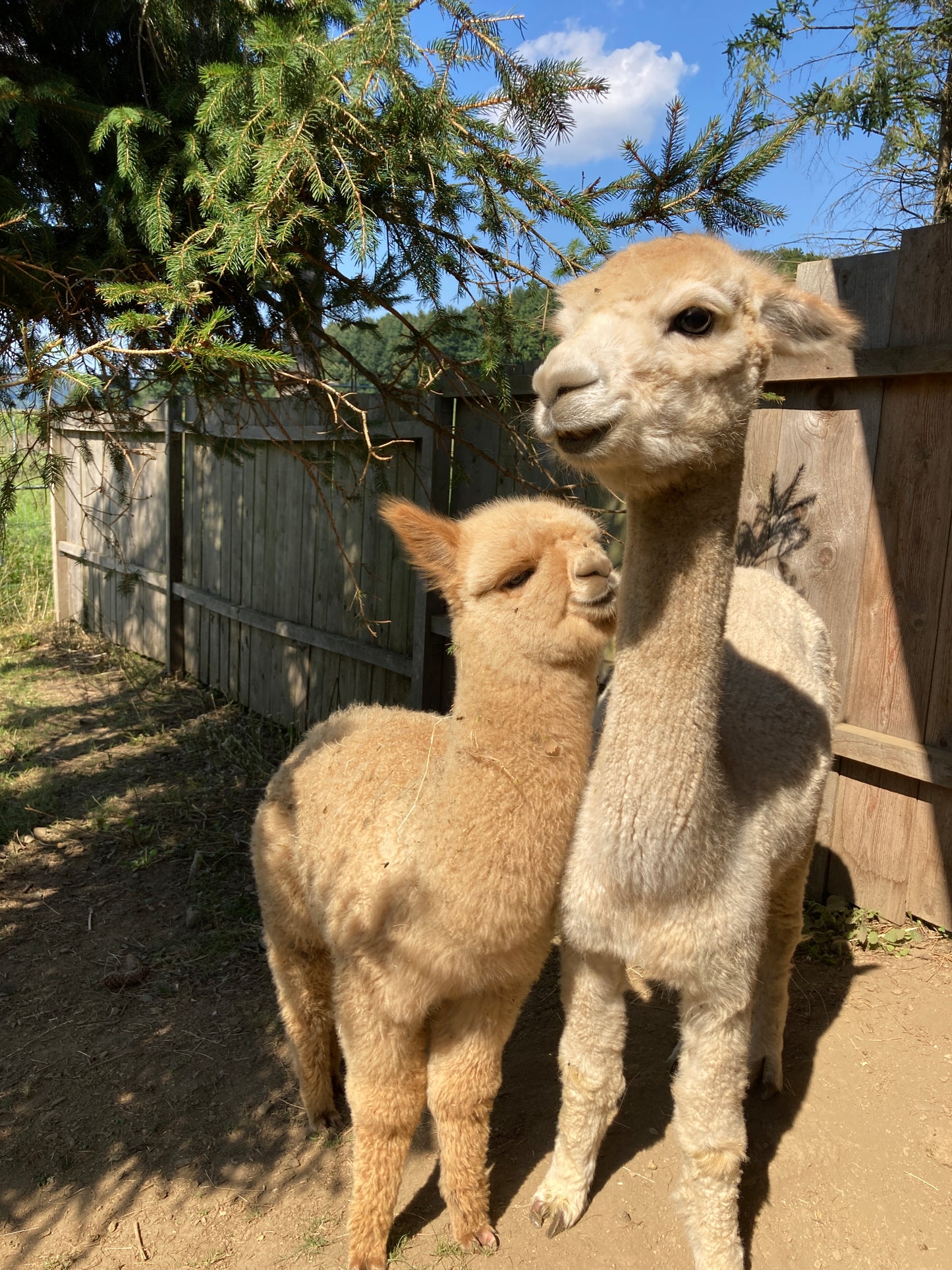 Besuch bei unseren Tieren