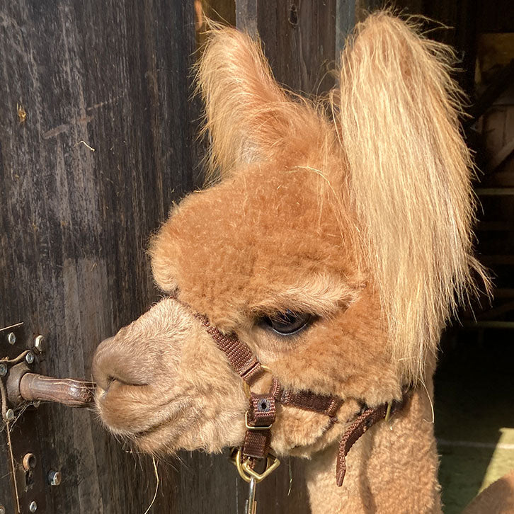 Besuch bei unseren Tieren