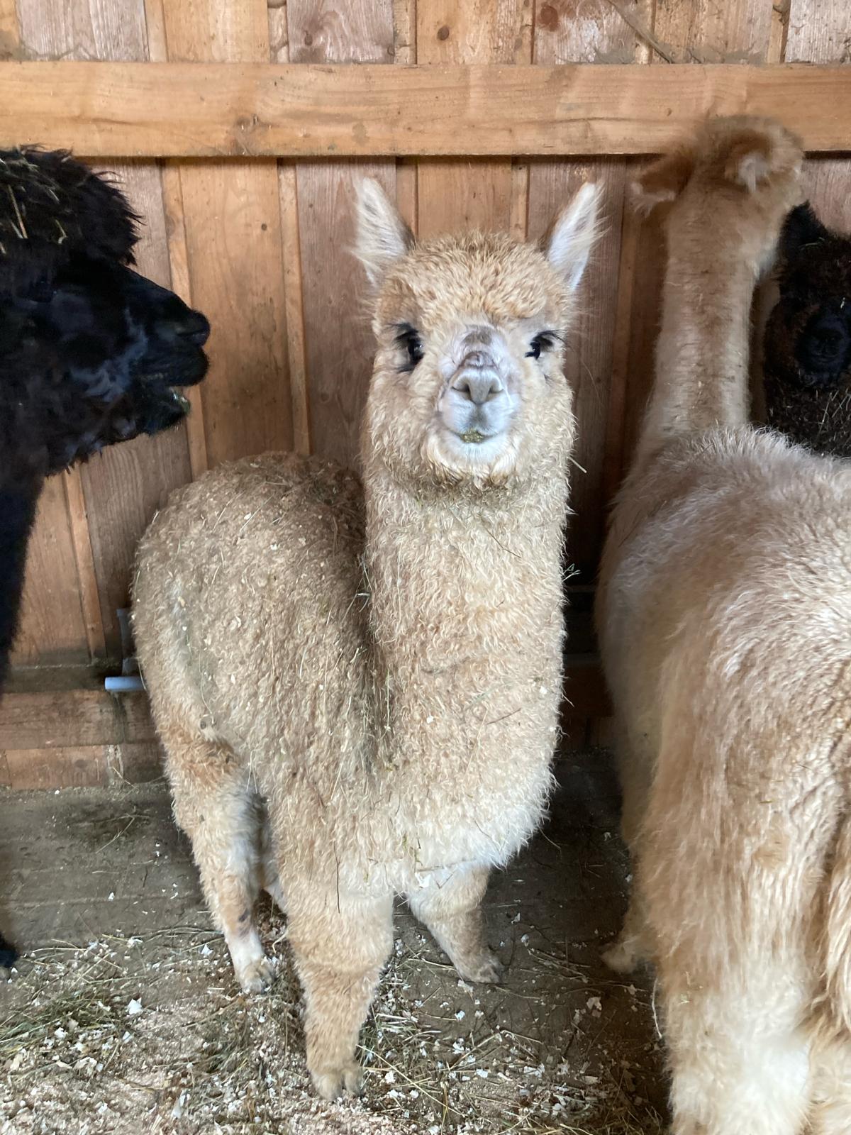 Besuch bei unseren Tieren