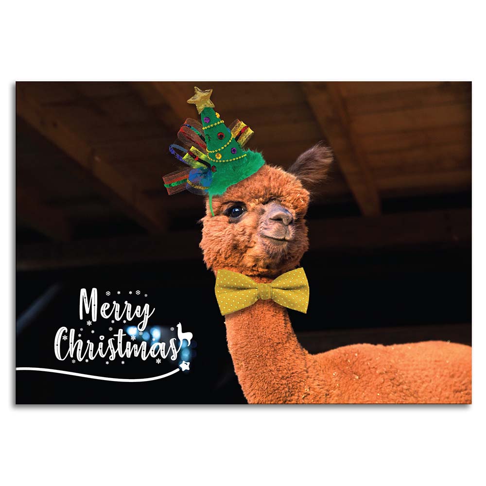 Weihnachtskarte mit Alpakamotiv "Evo" inkl. Kuvert
