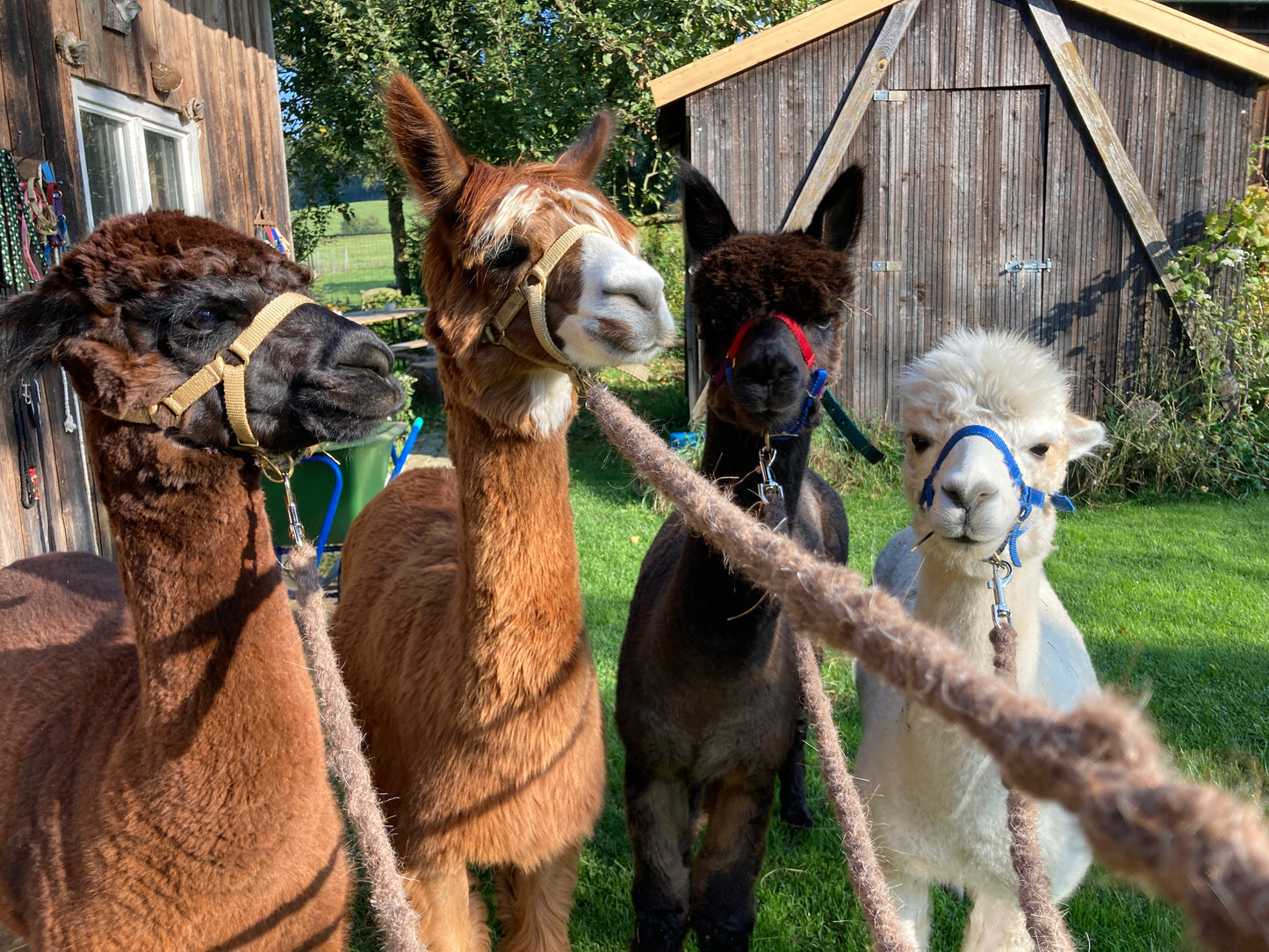 Alpaca walk near Furth im Wald (Cham district, near Bad Kötzting) 